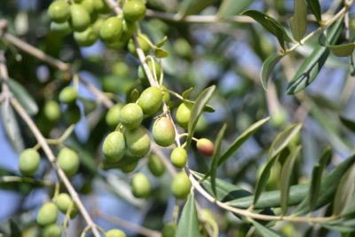 Зеленые оливки на дереве